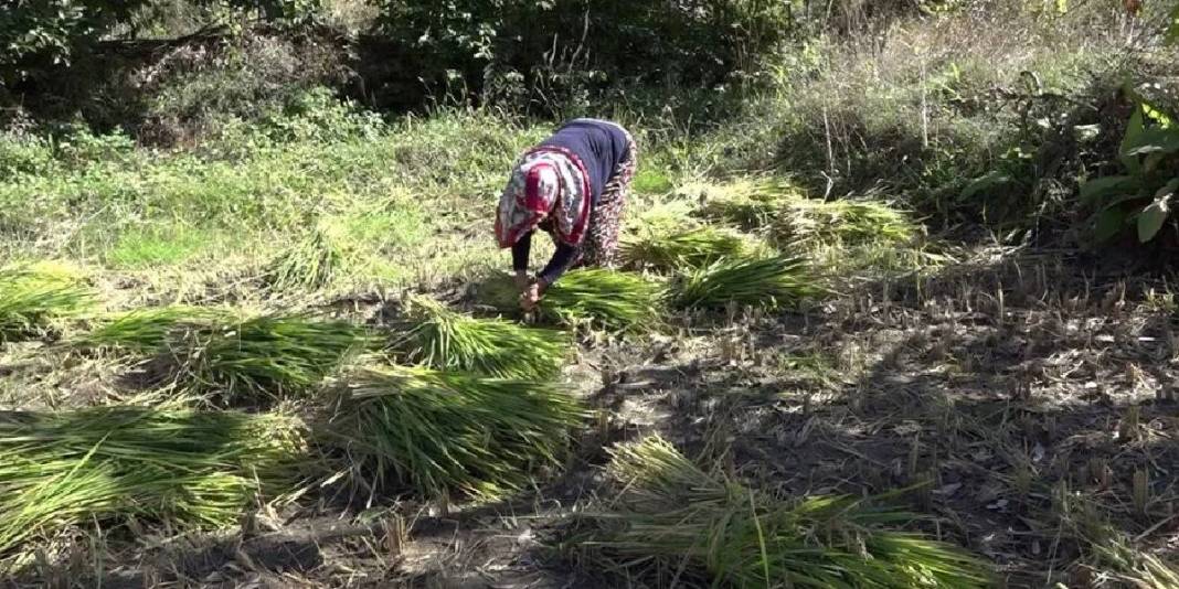 Görüntüsüne aldanmayın, bu iş “Çok zor”! Geleneksel üretim bu yörede de başladı: Üretici her şeye rağmen güldü 4